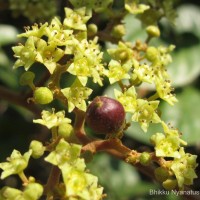 Ziziphus rugosa Lam.